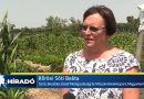 Magyarkanizsa – Pannor RTV – A konyhakert is lehet szép