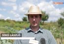 Marosvásárhely – A legszebb konyhakert kerestetik
