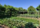 Martfű – Országos hírű a martfűi konyhakert