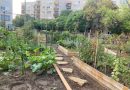 Kecskemét -Idén is versenybe szállhatnak Kecskemét legszebb konyhakertjei