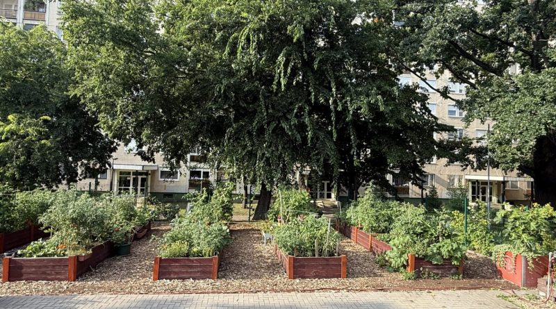 Ki büszkélkedhet a legszebb konyhakerttel idén?