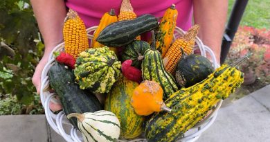 Gárdony – A legszebb konyhakertet keresik!