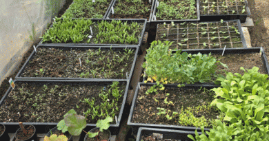 Makó – kertbejárás