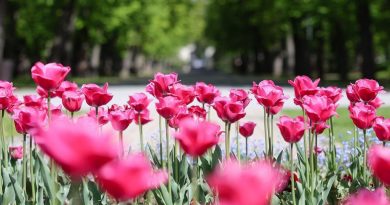 Eger legszebb kertjei kerestetnek: ismét pályázható a „Virágos Egerért” cím